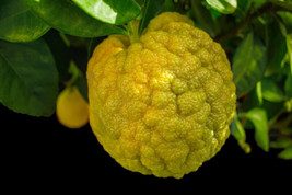 5 Rough (Citrus Jambhiri) Lemon Seeds Garden - £9.26 GBP