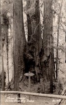 Santa Cruz Big Trees Three Graces RPPC Postcard Z27 - £7.01 GBP