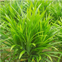 50 pcs/Bag Fragrant Grass Seeds Annual Pandan Flower Potted Seeds Fragrant Spice - £5.09 GBP