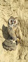 LONG EARED OWL TAXIDERMY - $300.00