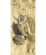 LONG EARED OWL TAXIDERMY - £234.67 GBP