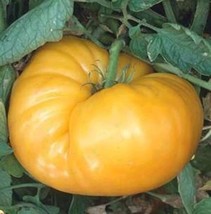 RAFHSTORE Kentucky Beefsteak Tomato Seeds 50 Garden Vegetable Indeterminate US S - £7.27 GBP