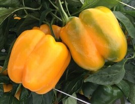 50 Sunbright Sweet Bell Pepper Seeds Organic Gardening USA SHIPPING - £8.24 GBP