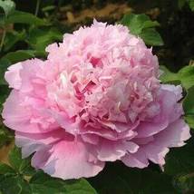 New &#39;Ou Sikui&#39; Pink Multi-petalled Tree Peony Flower, 5 Seeds - £8.19 GBP