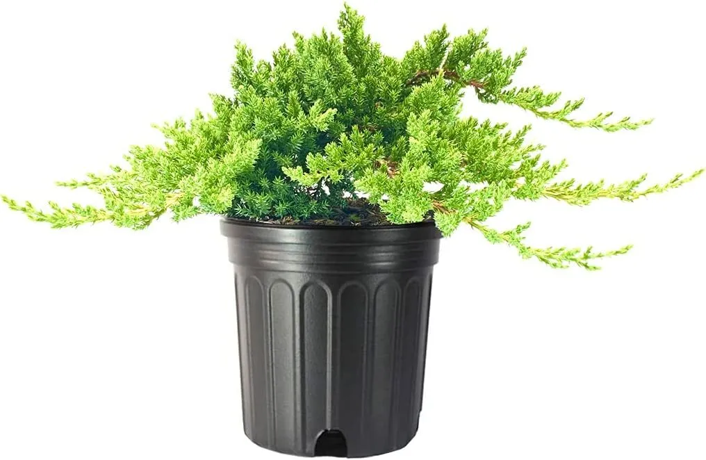 Dwarf Japanese Garden Juniper Live Plant Juniperus Procumbens - £51.74 GBP