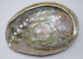 Large Red Abalone Haliotis rufescens Iridescent MOP 8x6 Shell - $44.99
