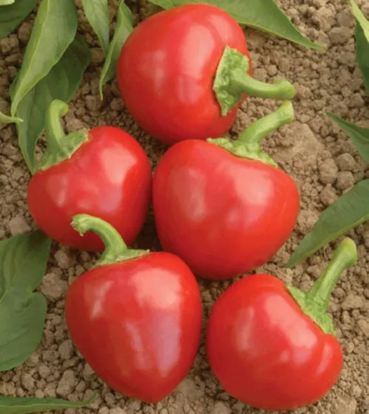 Top Seller 100 Red Cherry Hots Pepper Finger Hots Chili Capsicum Annuum ... - £11.48 GBP