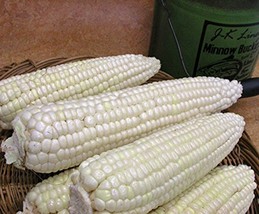 Corn, STOWELL&#39;S Evergreen White Corn, Heirloom,20 Seeds, Delicious White Sweet C - £1.56 GBP