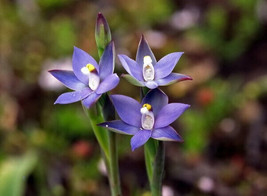 THELYMITRA FRENCHII AUSTRALIAN TERRESTRIAL ORCHID TUBER - £31.89 GBP