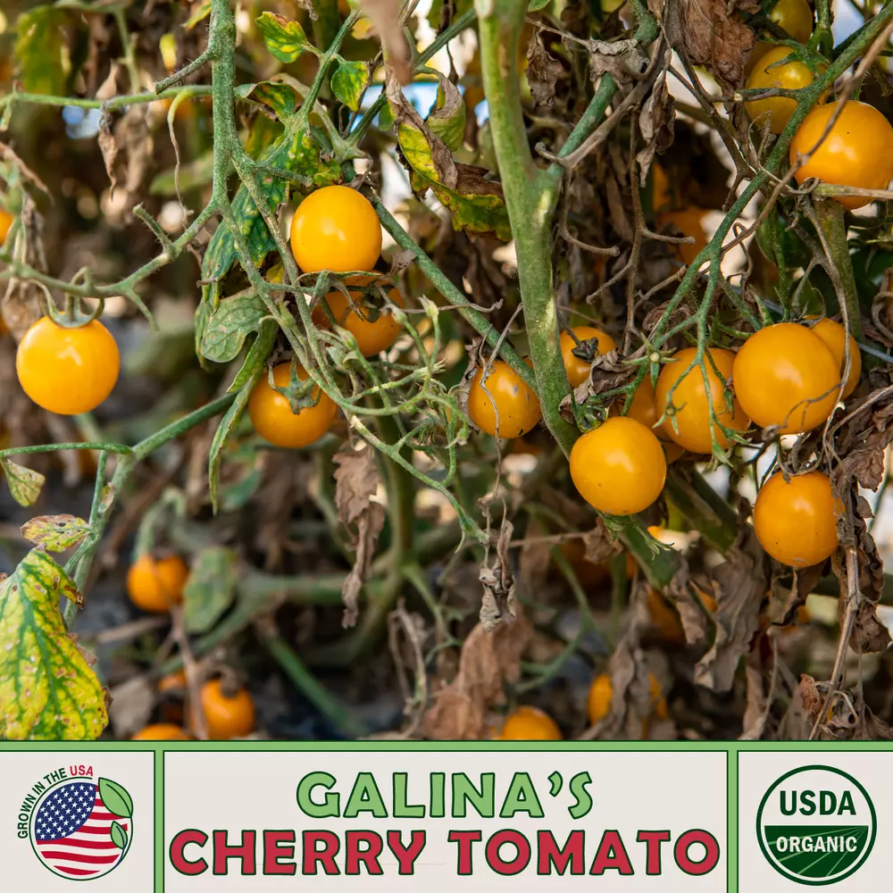 10 Galina&#39;s Cherry Tomato best Seedss Organic Non-GMO - £5.24 GBP