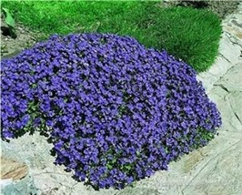 500 Seeds Creeping Thyme Seeds Rock Cress Purplish Blue Flowers Beautiful - $15.11