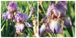 3 Bearded Iris &#39;Wine Festival&#39; Bulbs/Rhizomes - Purple Multicolor Flowers - £38.31 GBP