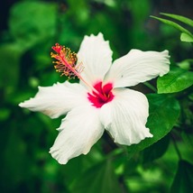 2 White Wing Hibiscus Live Plants in 2.5-inch Nursery Cubes Hibiscus  - $36.99