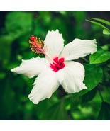 2 White Wing Hibiscus Live Plants in 2.5-inch Nursery Cubes Hibiscus  - $50.59 CAD