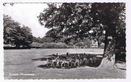 Holland Netherlands Postcard RPPC Lochem Hertenkamp Deer Park - £3.20 GBP