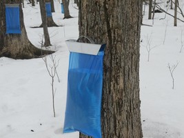 250 Maple Sap / Syrup Bags For Sap Sack Holders 1 Full Case - £114.90 GBP