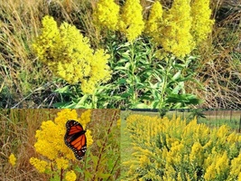 100 Seeds SHOWY GOLDENROD Perennial Native Wildflower Pollinators Autumn... - £13.38 GBP