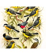 South American Warblers 1957 Lithograph Bird Art Print John H Dick DWDD4 - £39.32 GBP