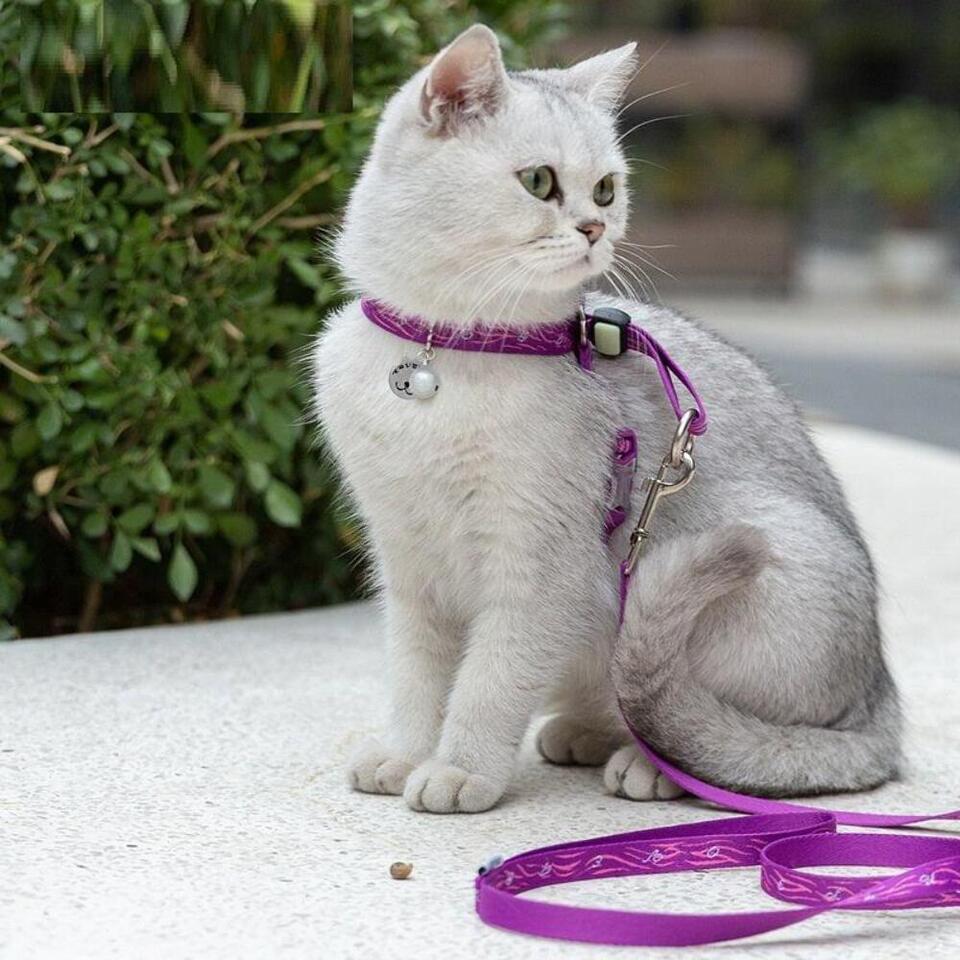 Cat Bell Chest Strap Traction Rope Set - $25.33+