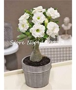 True White Desert Rose Bonsai Ornamental Plant Balcony Bonsai Potted Flo... - $11.47 CAD