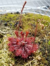 Carnivorous Plant Seeds - Drosera spatulata &quot;Lovellae&quot; - Great for begin... - £7.77 GBP