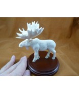 (moo-w51) large white Moose Elk bull standing shed ANTLER figurine Bali ... - $452.82 CAD