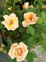 Southern Peach Apricot Yellow Rose 3 Gal. Live Bush Plants Mini Plant Fine Roses - £61.99 GBP