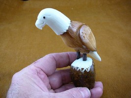 (TNE-BIR-EA-121B) Bald eagle eagles bird TAGUA NUT figurine carving headed BIRDS - £21.83 GBP