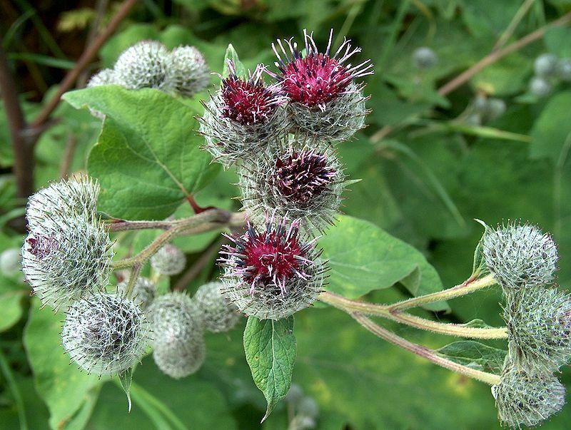 immune support - LIVER DETOX & CLEANSE - milk thistle liver cleanse - 2B 120Caps Item image 10