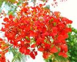 50 Delonix Regia Royal Poinciana Flamboyant Flame Tree Heirloom Seeds - $31.17
