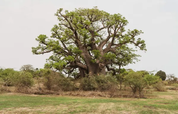 Top Seller 5 African Baobab Tree Adansonia Digitata Monkey Bread Judas F... - £12.27 GBP