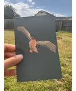 Osprey Individual Post Card - $93.47 MXN