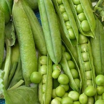 Little Marvel Pea Seeds 25 Ct Pod Vegetable Heirloom Non-Gmo Fresh Garden - £6.50 GBP