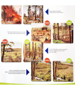 2002 International Paper Poster Life Of A Forest Trees Recycling Vintage... - €21,46 EUR 2002 International Paper Poster Life Of A Forest Trees Recycling Vintage... - €21,46 EUR