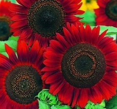 Red Sun Sunflower Seeds 20 Annual Flowers Garden Bees Birds Fast Shipping - £7.18 GBP