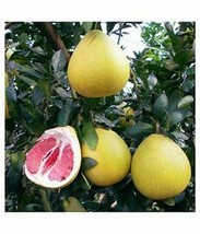 Fu&#39;jian Big Sweet Red Grapefruit Hybrid, 12 Seeds D - $12.35