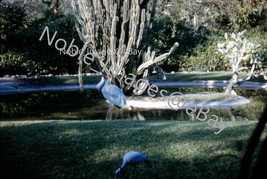 1961 Parrot Jungle White Flamingo by Pond Florida Kodachrome 35mm Slide - £2.72 GBP