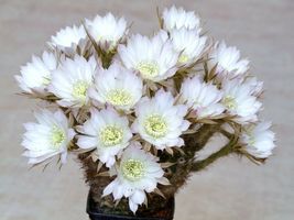 100 Seeds Echinopsis Ancistrophora Cactus Plant Flowering Succulent Cacti Seed - £23.96 GBP