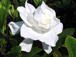 HEIRLOOM GARDENIA BUSH 6&quot; WHITE FLOWERING CAPE JASMINE SHRUB ROOTED LIVE... - £28.19 GBP