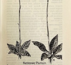 1905 Rattlesnake Plantain Flower Print Pen &amp; Ink Lithograph Antique Art  - £13.74 GBP