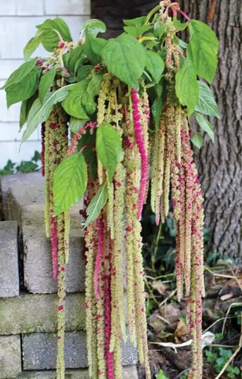 35 Seeds Amaranthus Mira - $9.55