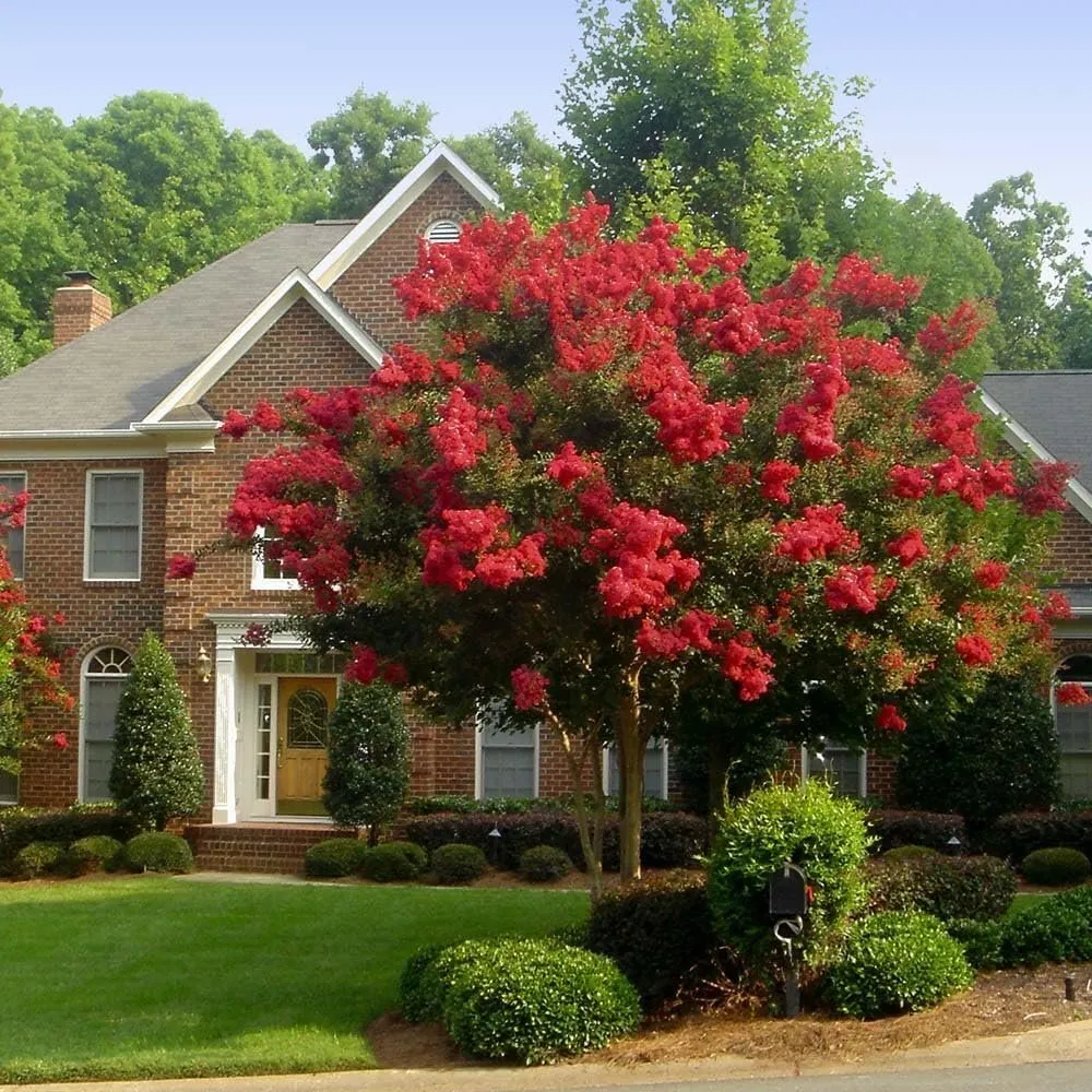 Crape Myrtle Dynamite Red 10 Live Plants Vivid Red Blooms &amp; Hardy Growth - $77.49