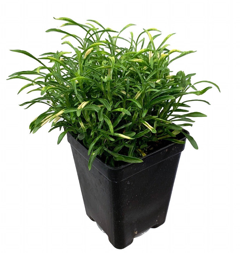 Biblical Gold Threads St. Joseph&#39;s Coat Alternanthera 2.5&quot; Pot - $27.99