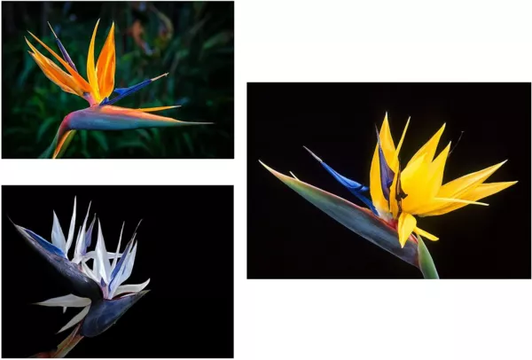 Bird Of Paradise Flower Seed Bundle-3 Colors, Orange, Yellow, White-5 Se... - $33.92