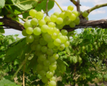 HIMROD Seedless Grape Vine - 1 Bare Root Live Plant - Buy 4 Get 1 Free! - £22.93 GBP+