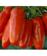 100 SEEDS SAN MARZANO TOMATO QUICK SETUP HEIRLOOM SEEDS FAST RESULTS - $8.35