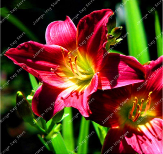 Lily Flower Seed Pleasant Fragrance Color:2 - $9.99