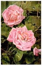 No. 1907 Pink Roses CA Mitchell Postcard. Posted - £13.19 GBP