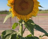 Mammoth Sunflower Seeds Non-Gmo Heirloom 15 Fresh Garden Seeds Fast Ship... - $8.99