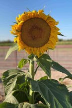 Mammoth Sunflower Seeds Non-Gmo Heirloom 15 Fresh Garden Seeds Fast Shipping - $8.99